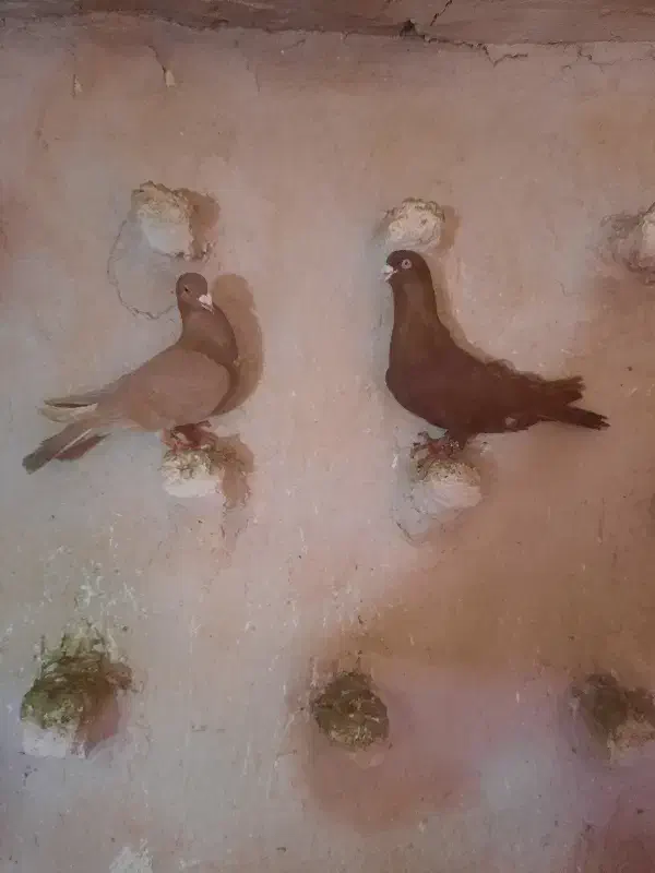 زرد سرخ نر|پرنده|اسفراین, |دیوار