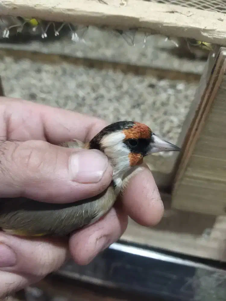 سهره سرسیاه و کرمونی رام وحش|پرنده|فسا, |دیوار