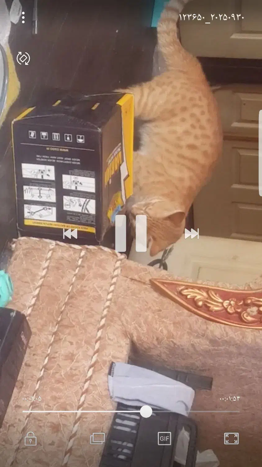 گربه ی توپولی زرد تو اطراف خ صدوقی و اینا کم|حیوانات|ارومیه, |دیوار