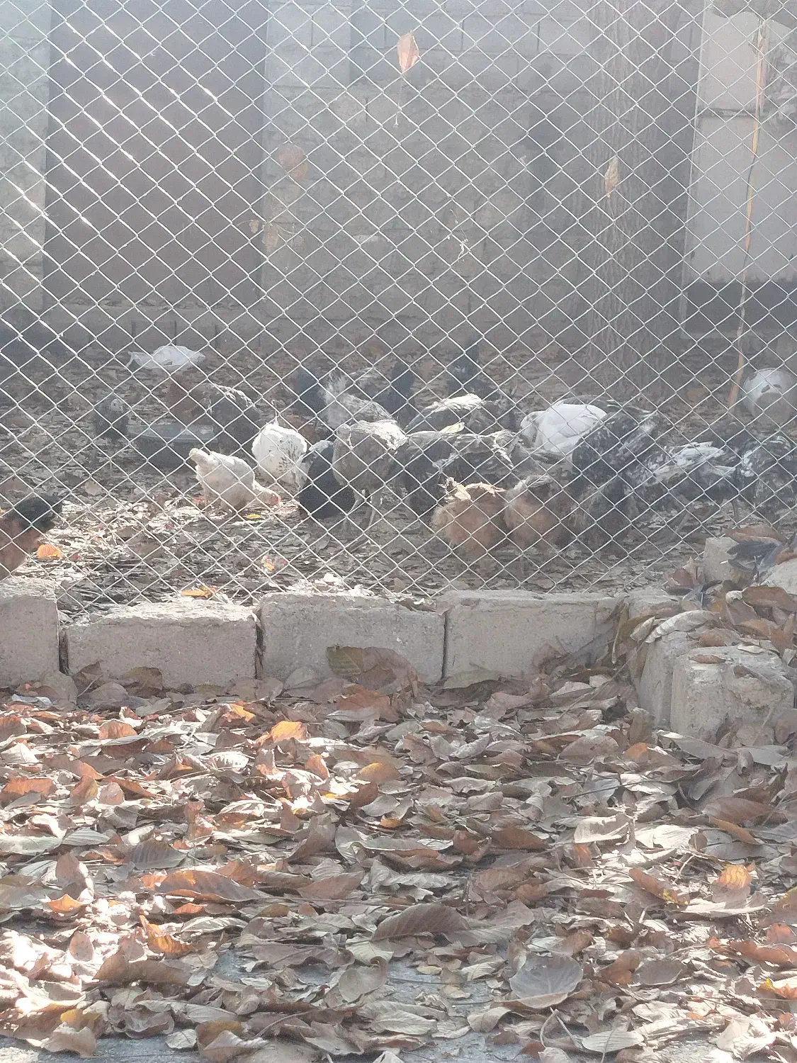 مرغ و بوقلمون|حیوانات مزرعه|شاهین دژ, |دیوار