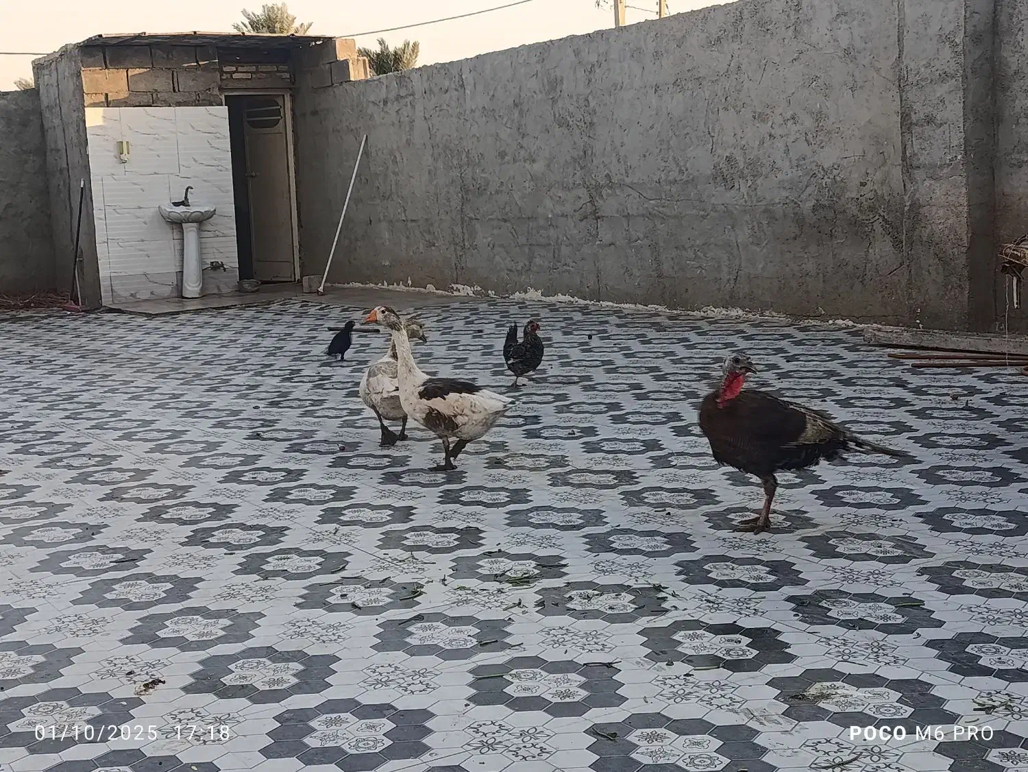 دو عدد غاز با یک‌ عدد بقلمون|حیوانات مزرعه|رامشیر, |دیوار