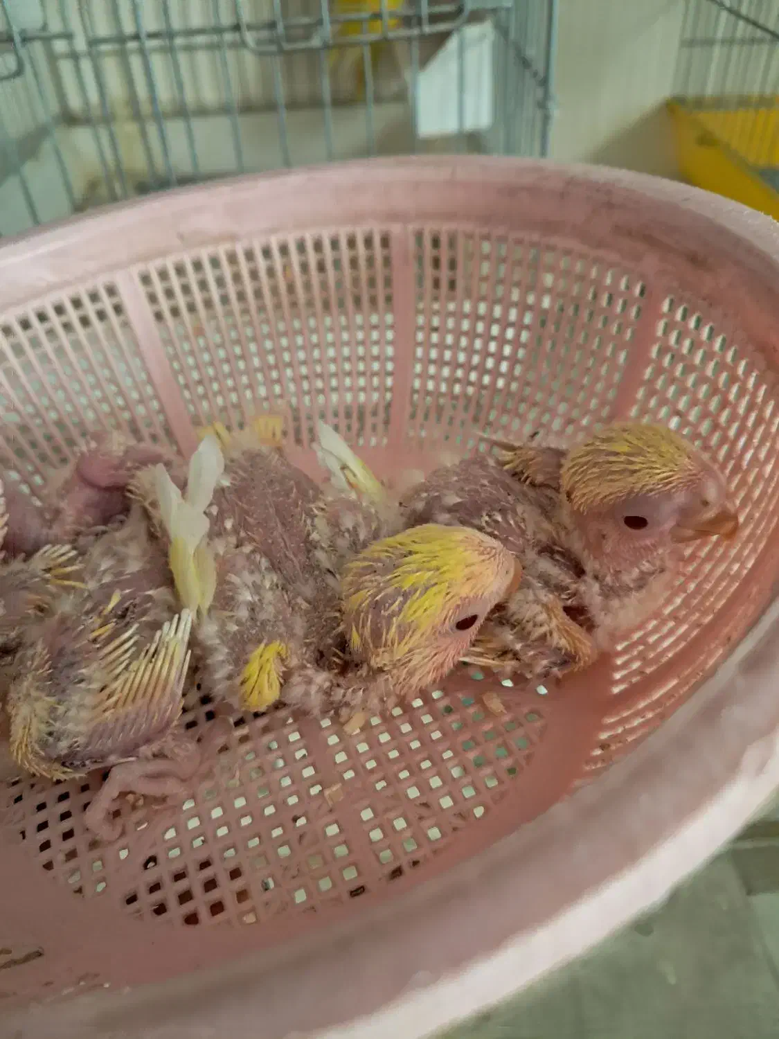 طوطی جوجه سرلاکی|پرنده|سمنان, |دیوار