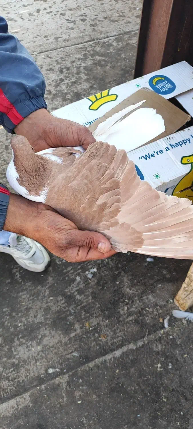 ۷تا ماده رنگی|پرنده|اسفراین, |دیوار