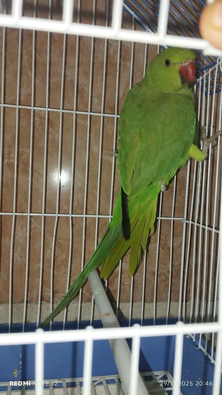 طوطی ملنگو ماده|پرنده|سنندج, |دیوار