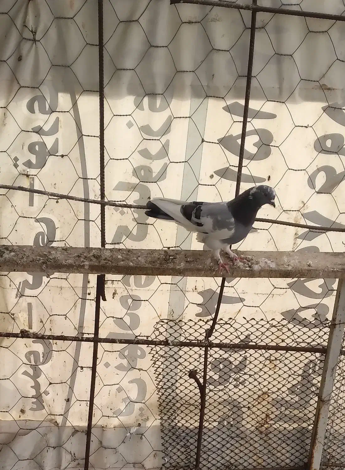 کبوتر|پرنده|پارس‌آباد, |دیوار