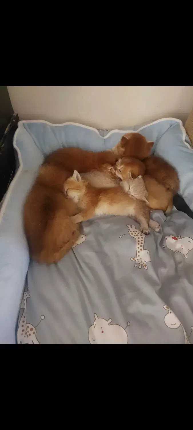 واگذاری گربه های بریتیش|گربه|کرمان, |دیوار