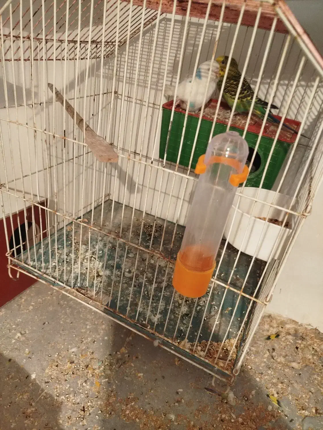 مرغ عشق جفت جوجه|پرنده|سیرجان, |دیوار