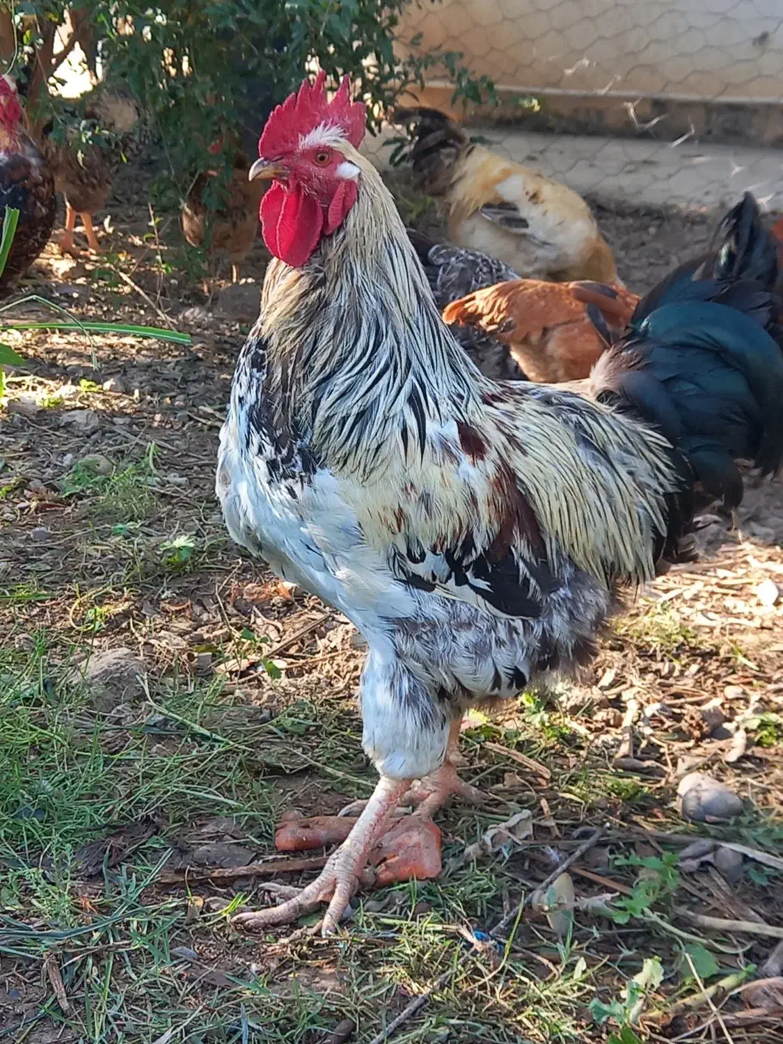 خروس فروشی|حیوانات مزرعه|سیمین شهر, |دیوار