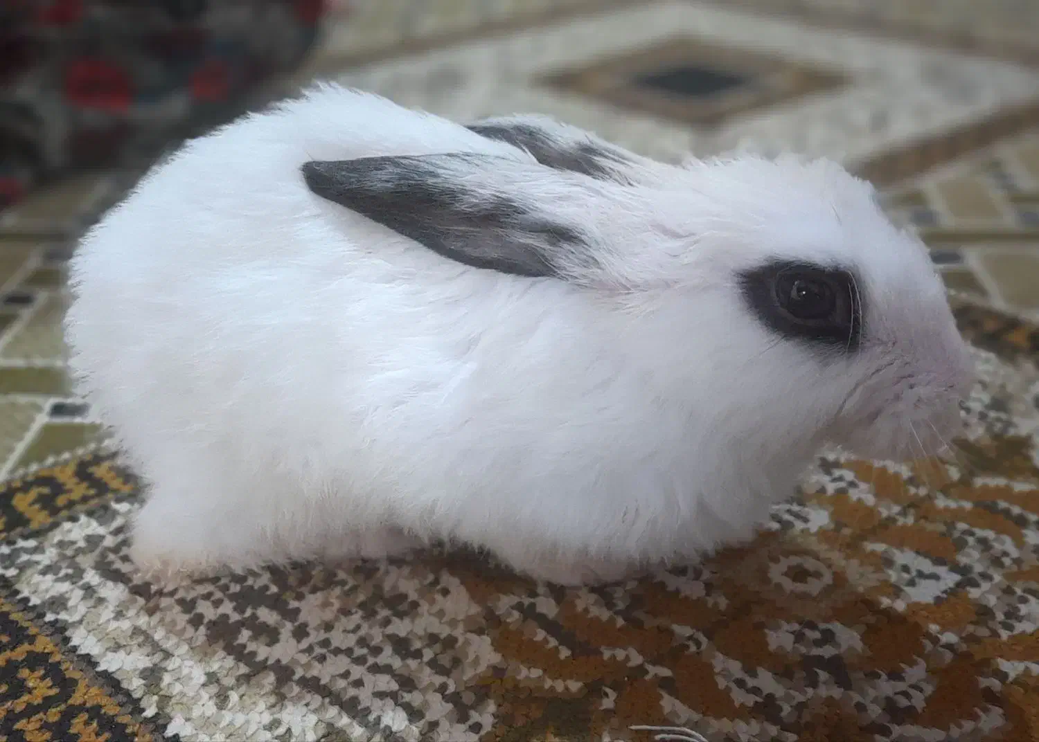 خرگوش|موش و خرگوش|بجنورد, |دیوار