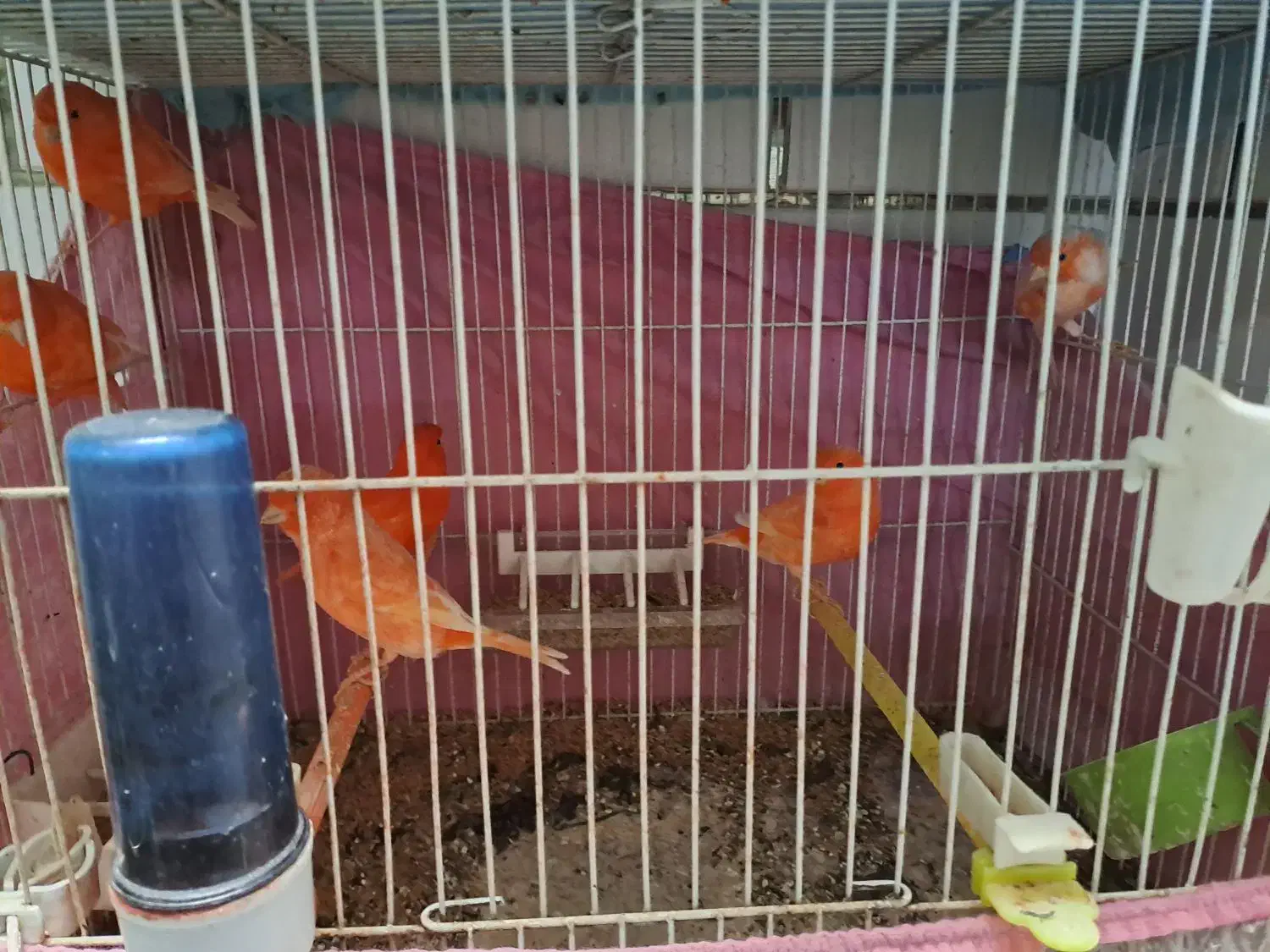 قناری رد فکتور|پرنده|بهبهان, |دیوار