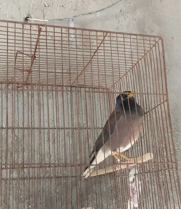 مرغ مینا|پرنده|قشم, |دیوار