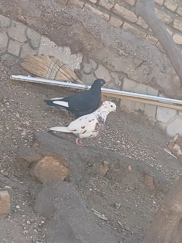 کبوتر ز|پرنده|فسا, |دیوار