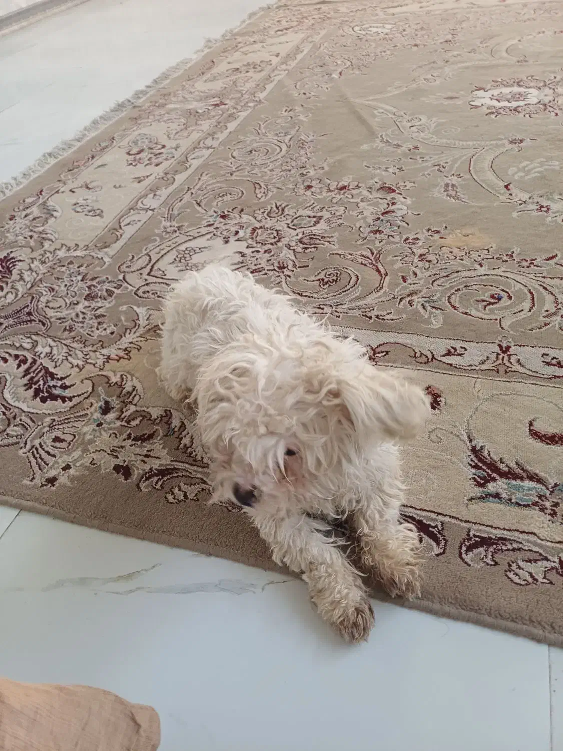 سگ مالتیز|سگ|طرقبه, |دیوار