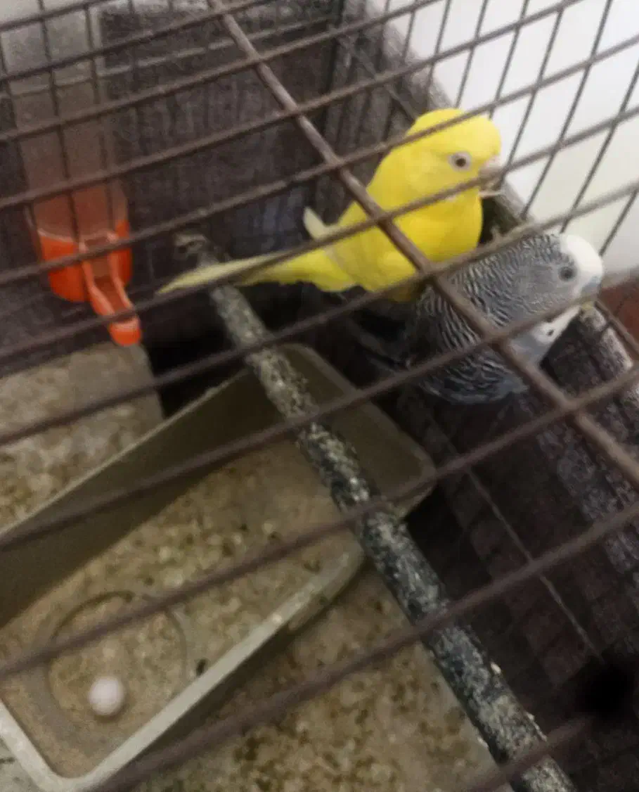 فروش مرغ عشق|پرنده|مرودشت, دولت آباد|دیوار