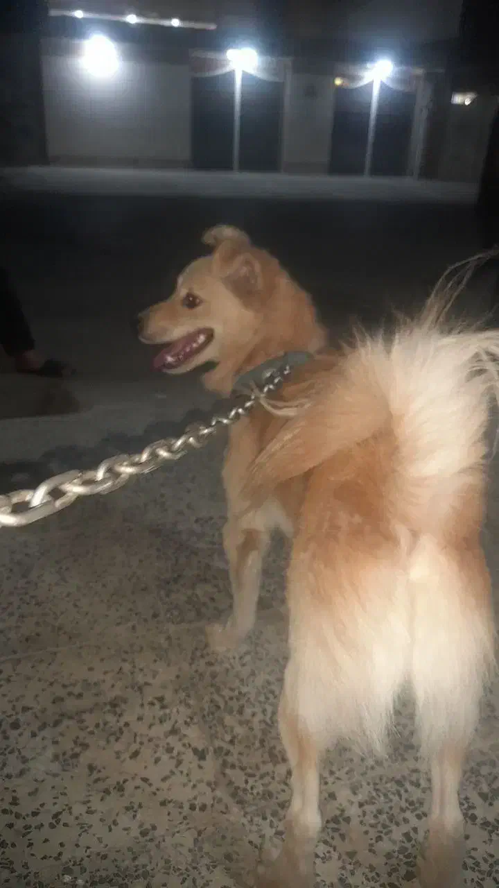 سگ پامر روباهی|سگ|دزفول, |دیوار