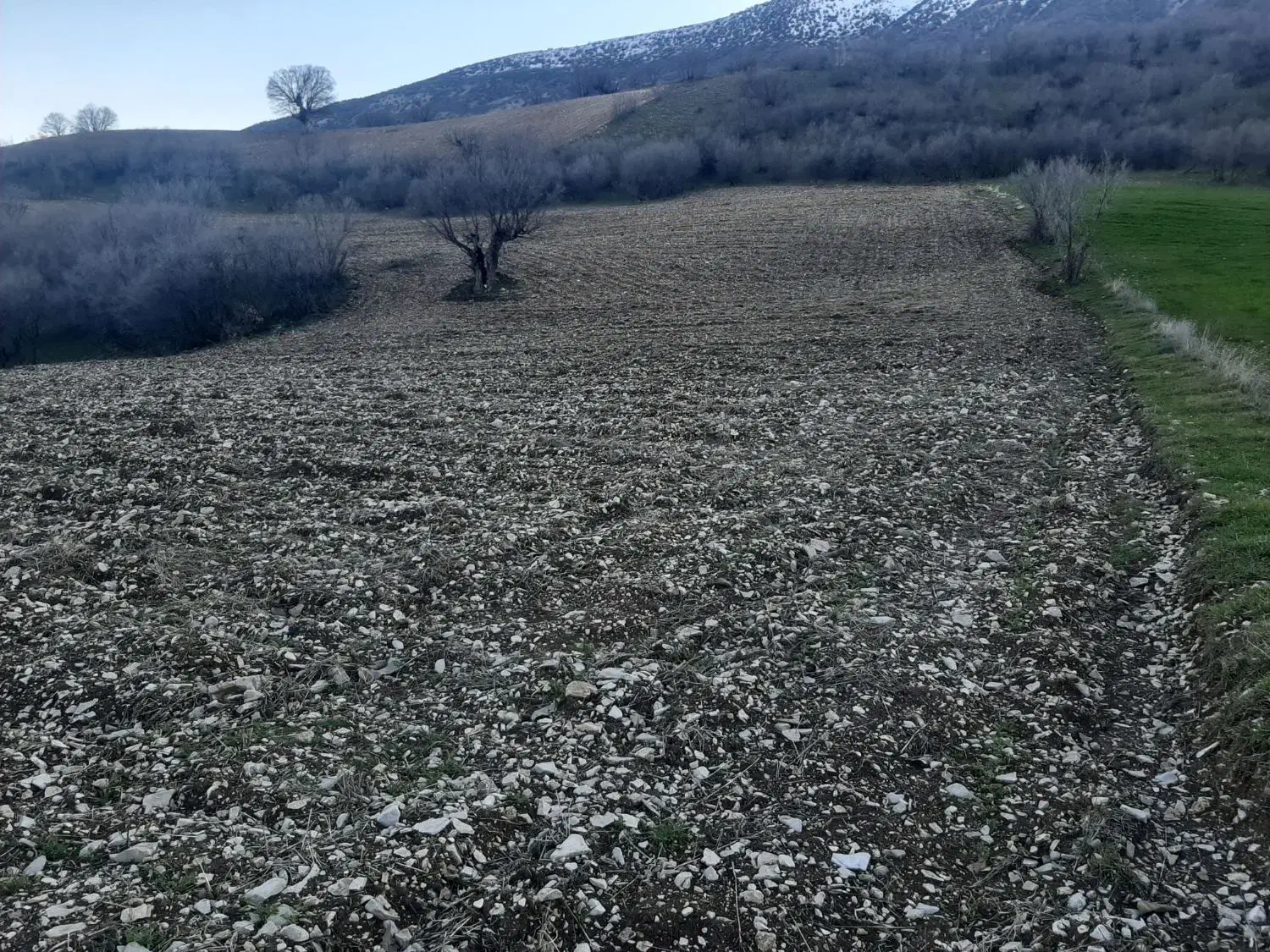 زمین کشاورزی|فروش دفتر صنعتی، کشاورزی، تجاری|جوانرود, |دیوار