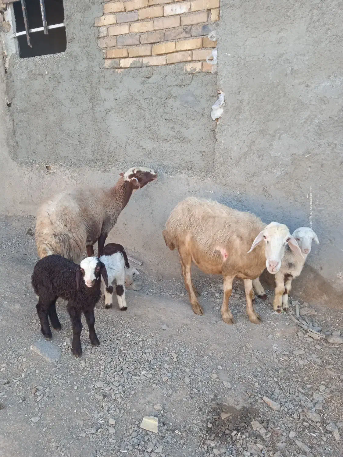 گوسفند میش و بره|حیوانات مزرعه|ملایر, |دیوار