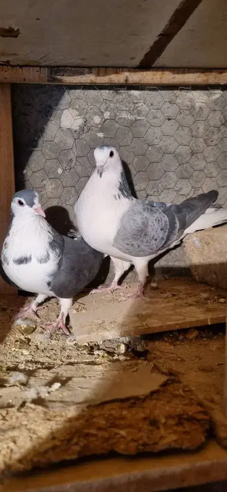 دمگیر قدیمی|پرنده|برخوار, |دیوار