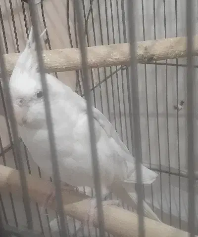 عروس نر کار داده درجه یک|پرنده|دزفول, |دیوار