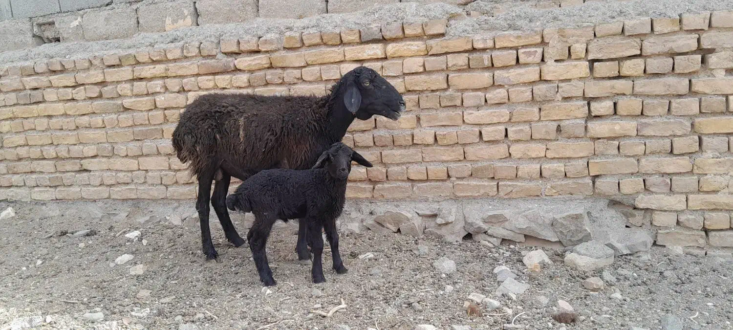 میشبرهبزبزغاله|حیوانات مزرعه|رضویه, |دیوار