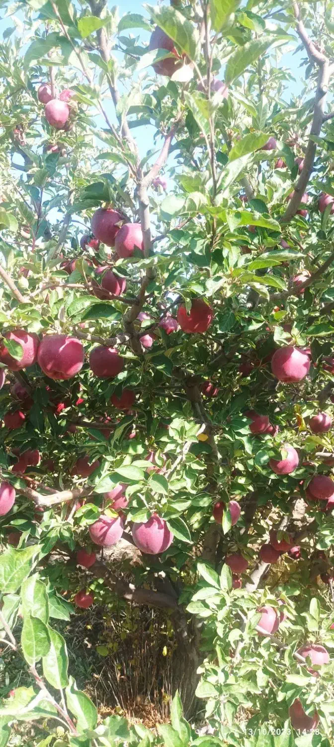 نهال سیب قرمز|خدمات باغبانی و درختکاری|دهگلان, |دیوار