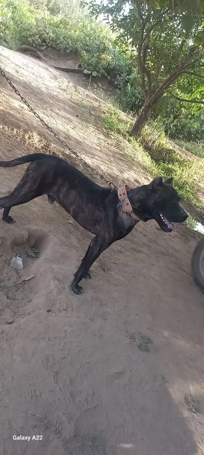 سگ پیتبول|سگ|میاندوآب, |دیوار