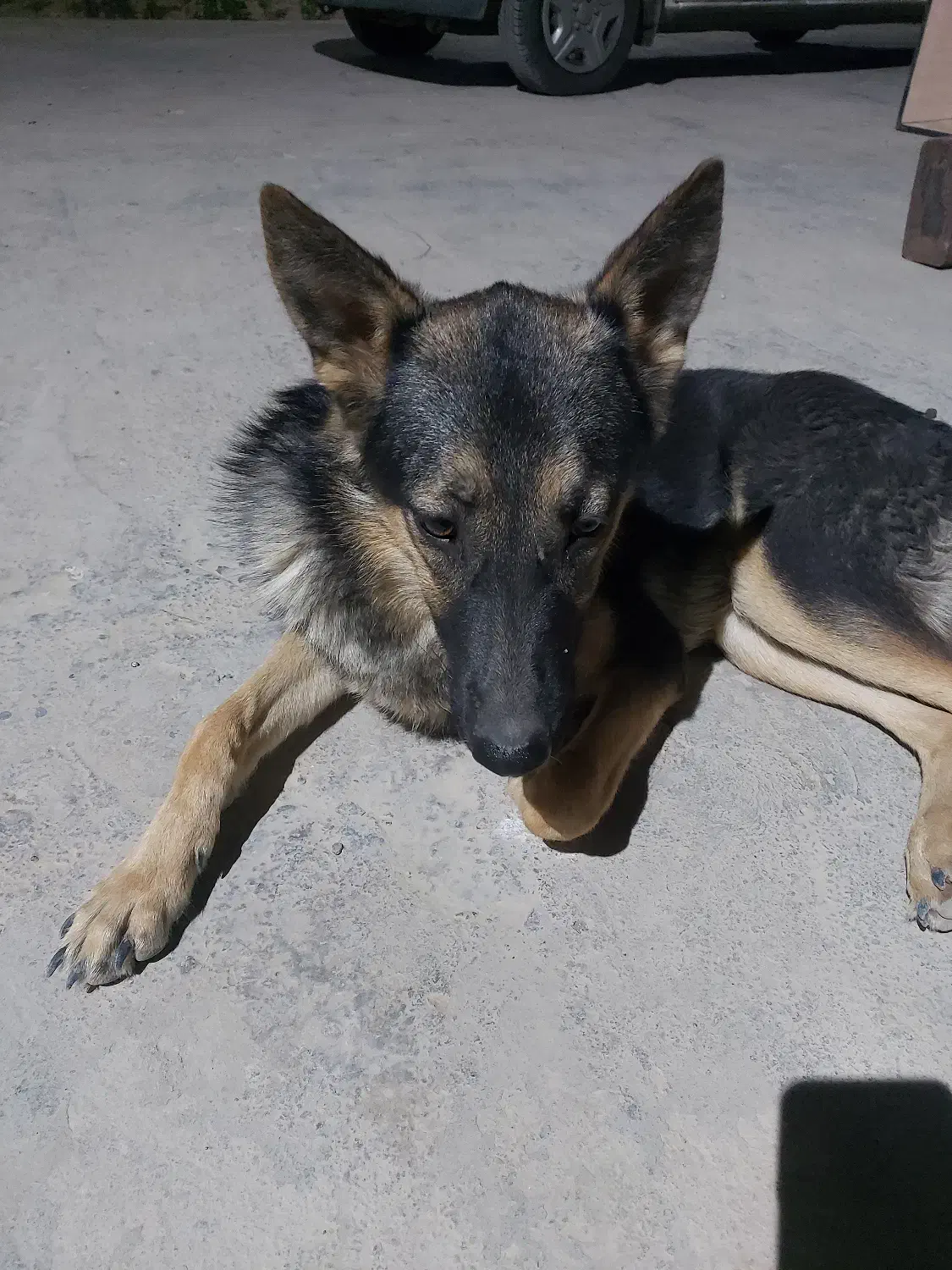 گمشده|حیوانات|ماهدشت, |دیوار