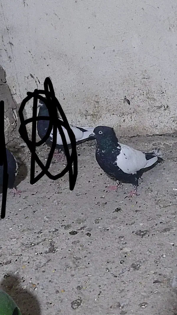 کفتر دورنگ|پرنده|قزوین, |دیوار