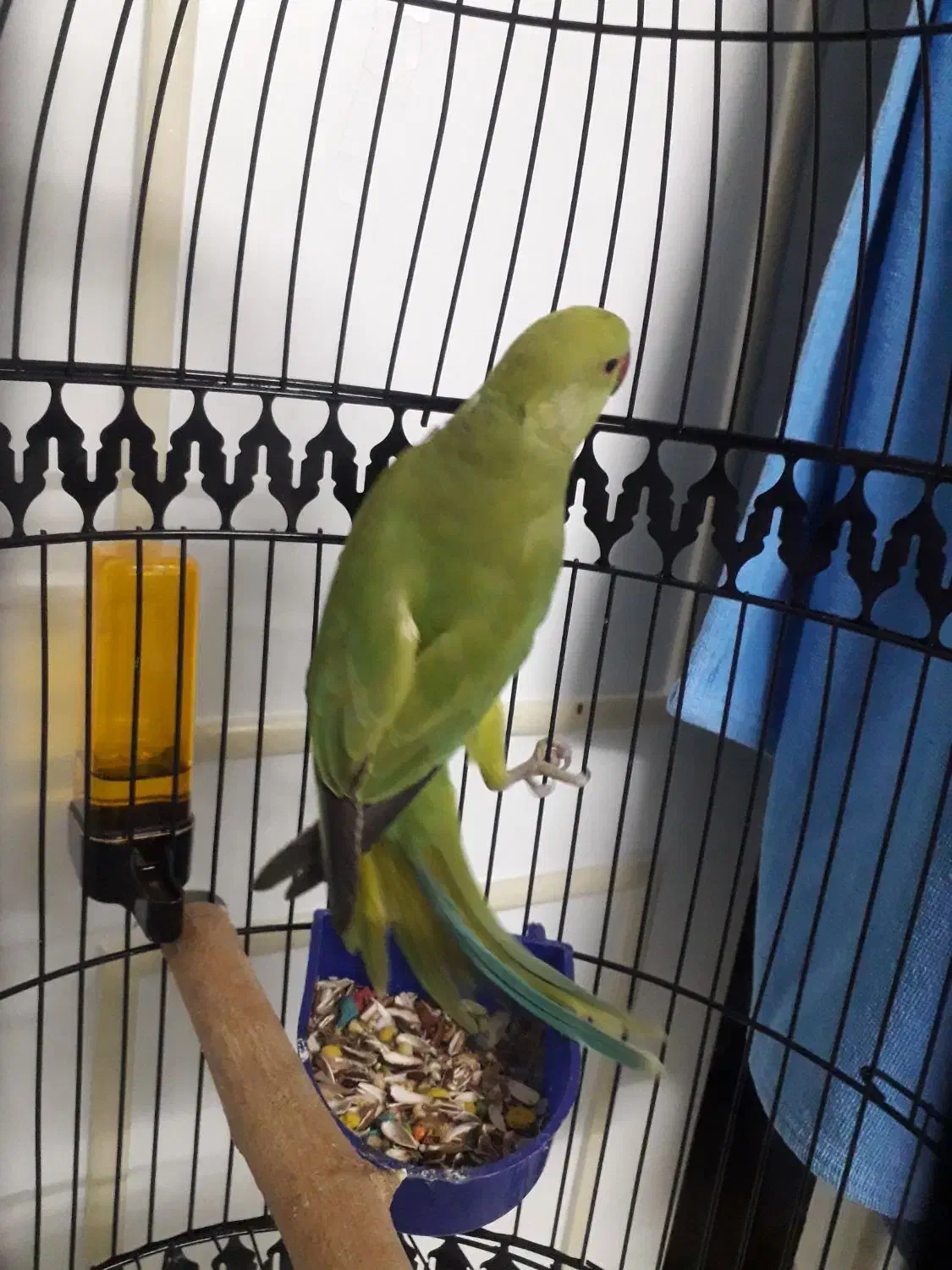 طوطی نر|پرنده|بیرجند, |دیوار