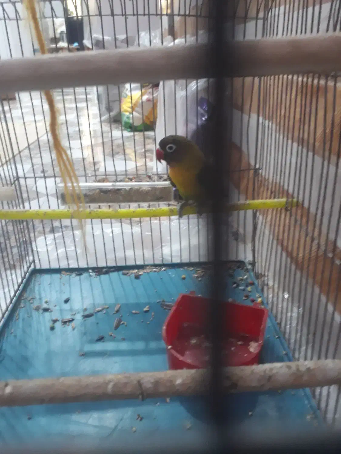 فروش برزیلی|پرنده|عسلویه, |دیوار