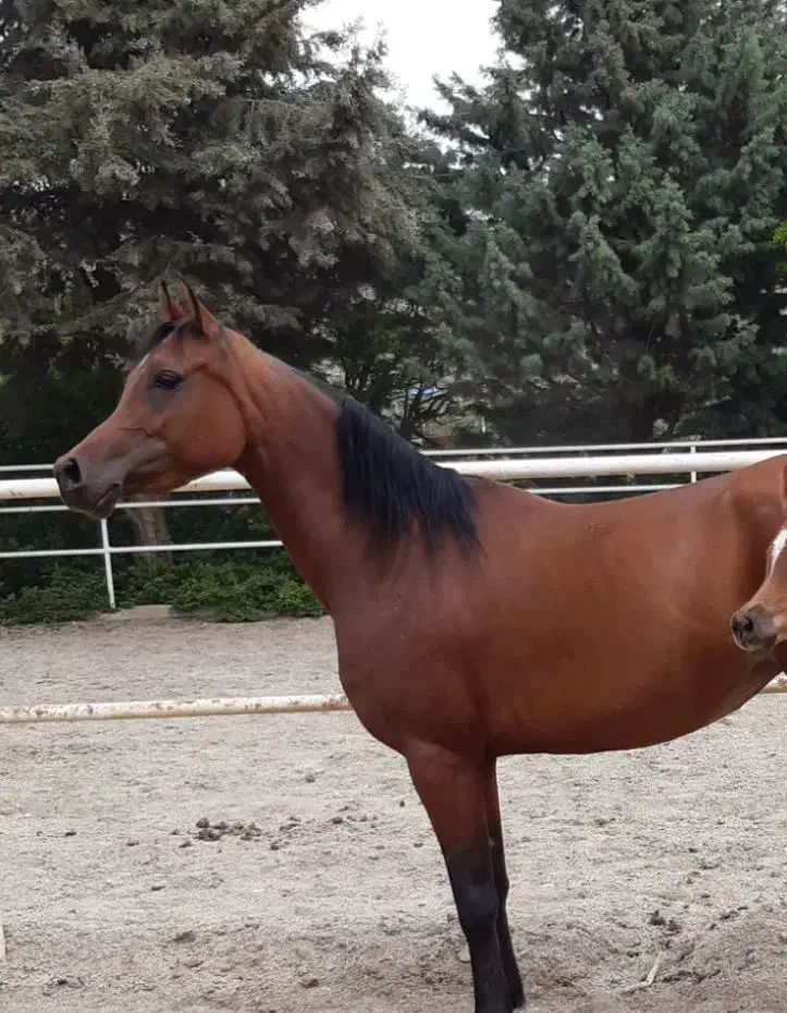 مادیان عرب|اسب و تجهیزات اسب‌سواری|تهران, دزاشیب|دیوار