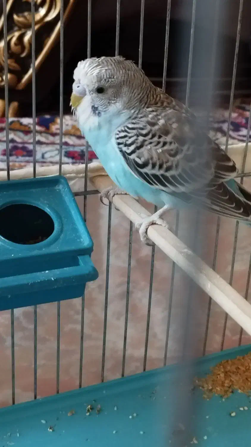 مرغ عشق نر و ماده|پرنده|تهران, هفده شهریور|دیوار