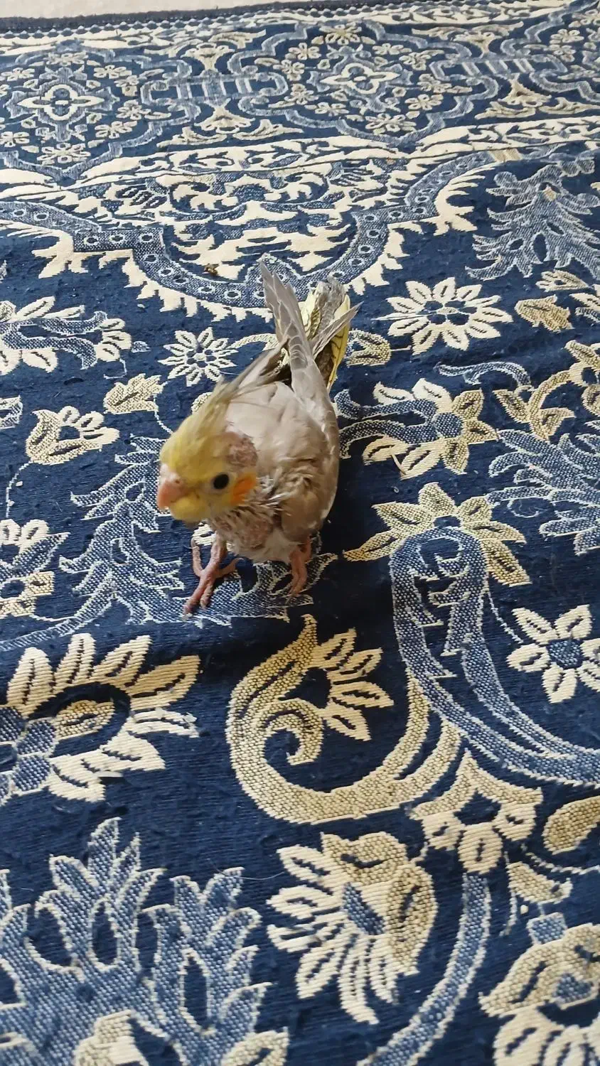 عروس هلندی تازه دون خور|پرنده|اصفهان, تیران|دیوار