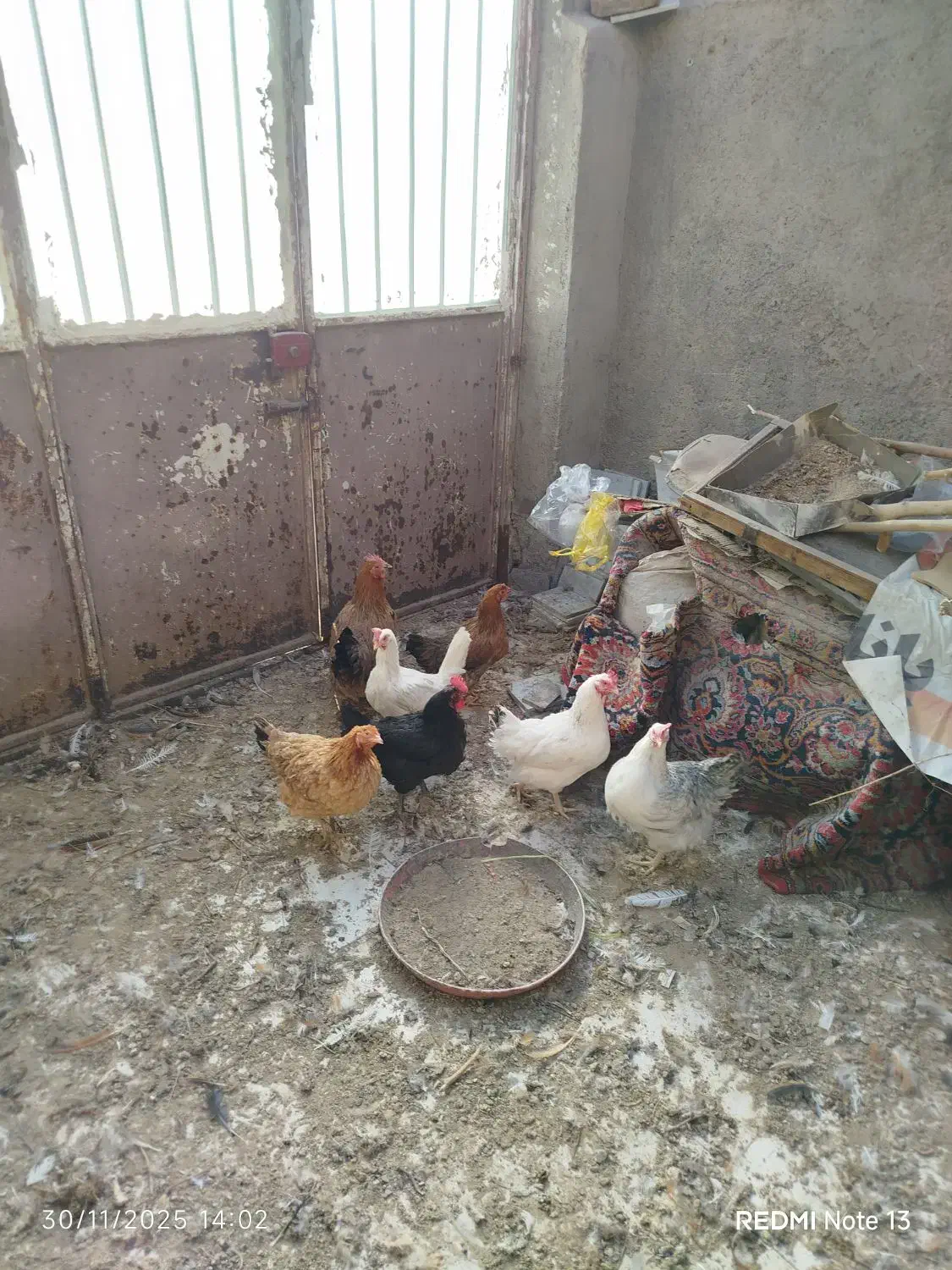 سلام مرغ محلی دونی 300ت فقط تماس|حیوانات مزرعه|بیرجند, |دیوار