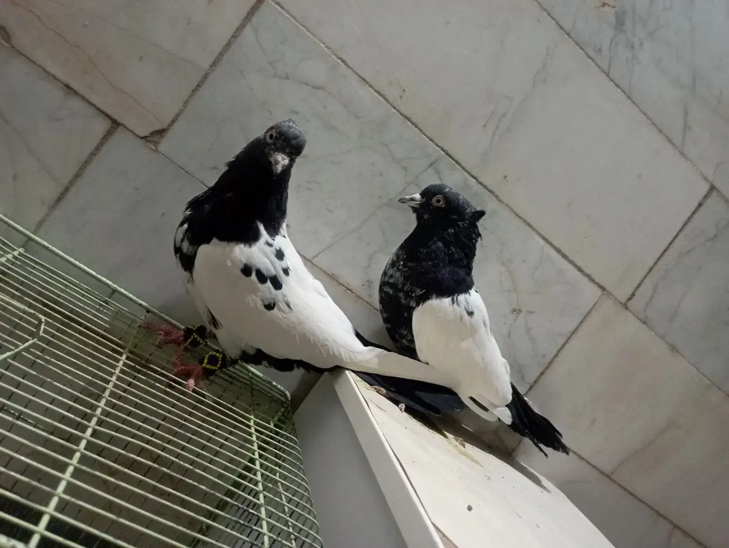 کفتر یا کبوتر|پرنده|فردوس (خراسان), |دیوار