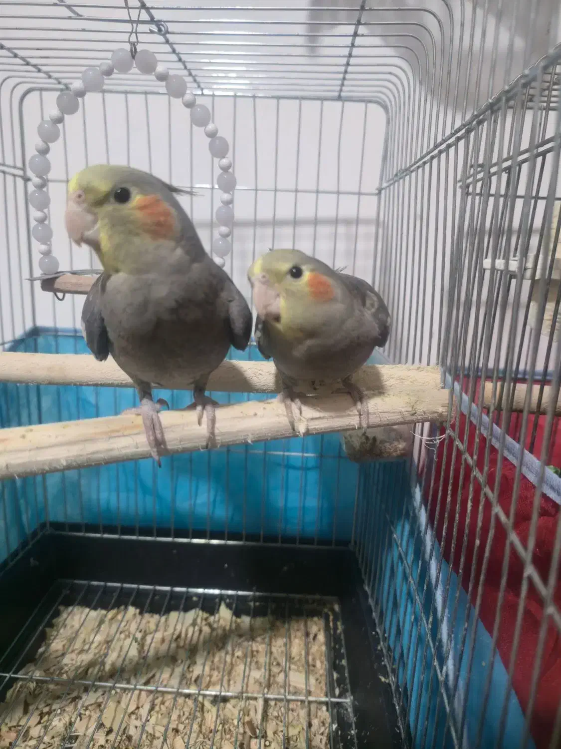 دو عدد عروس هلندی ۳ ماهه سرلاکی|پرنده|رشت, جانبازان|دیوار