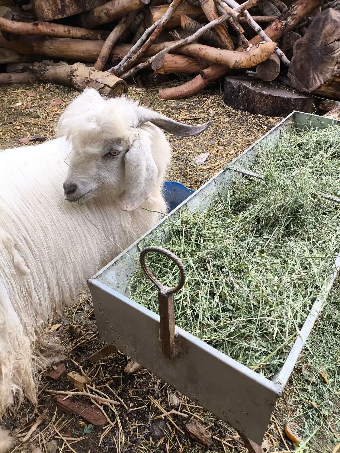 بز کهره|حیوانات مزرعه|کرمان, |دیوار