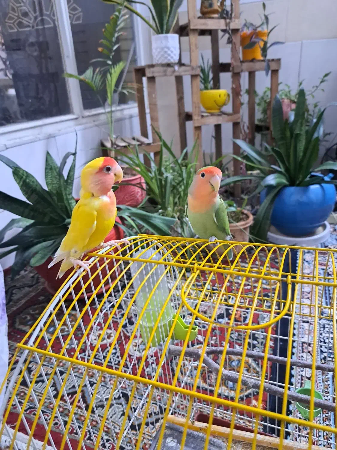 پرنده|پرنده|اصفهان, مارچین|دیوار