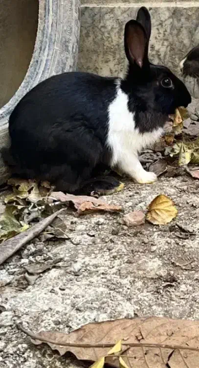 یک عدد خرگوش نر فروشی می باشد|موش و خرگوش|گنبد کاووس, |دیوار