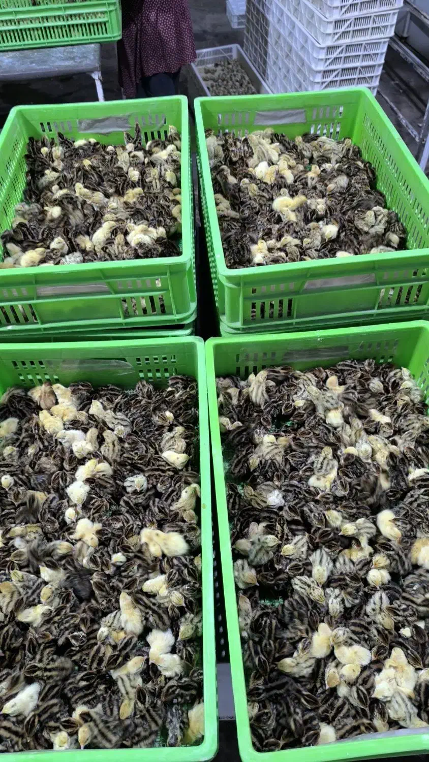 بلدرچین یکروزه|حیوانات مزرعه|خسروشاه, |دیوار