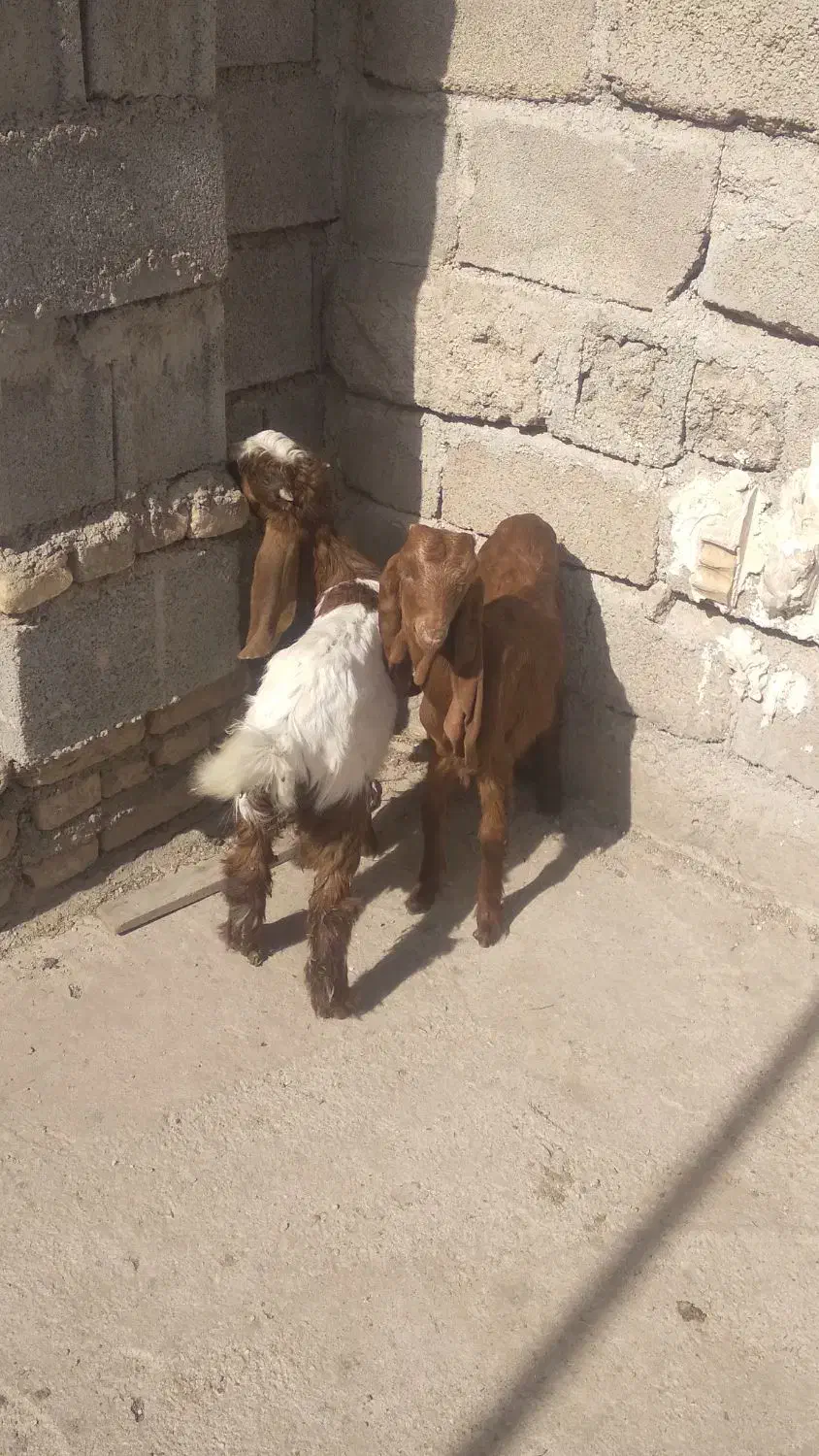 بزغاله افغانی|حیوانات مزرعه|دزفول, |دیوار