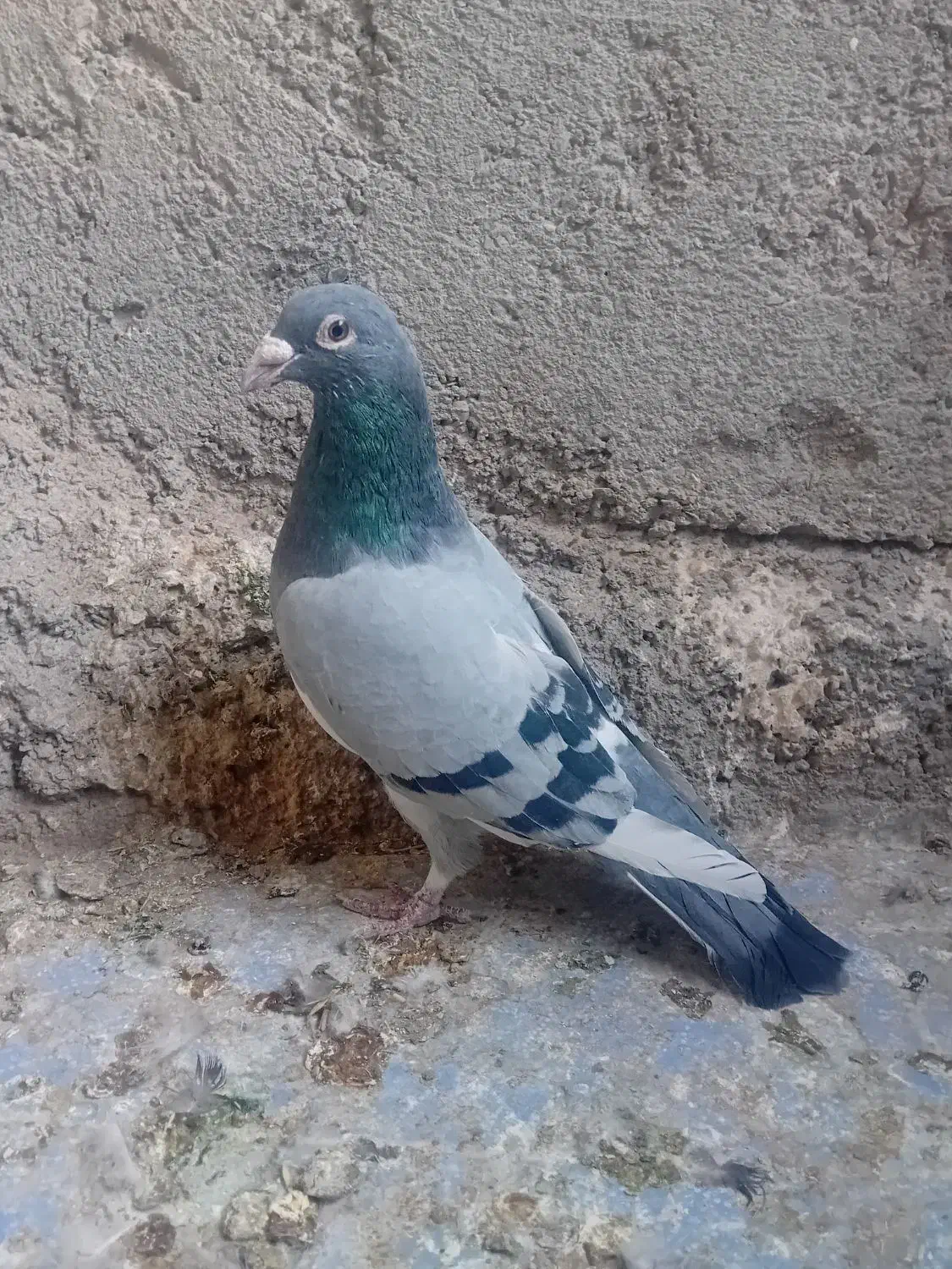 کفتر مینا سبزاردن|پرنده|زاهدان, |دیوار