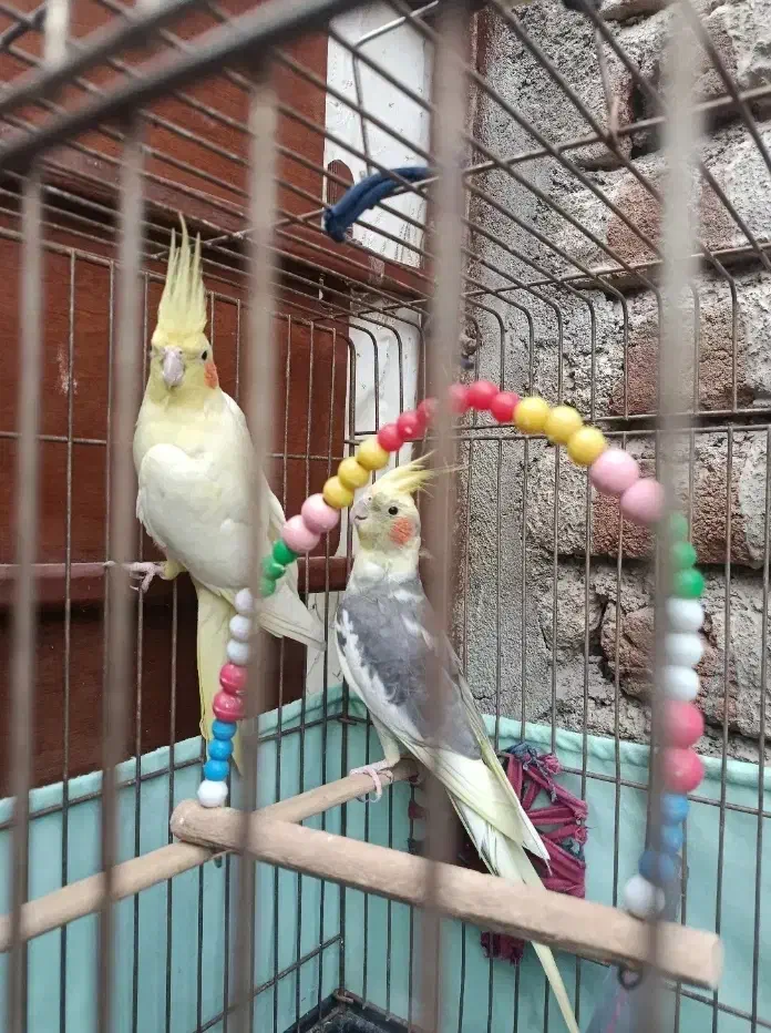 جفت عروس مولد|پرنده|اردبیل, |دیوار