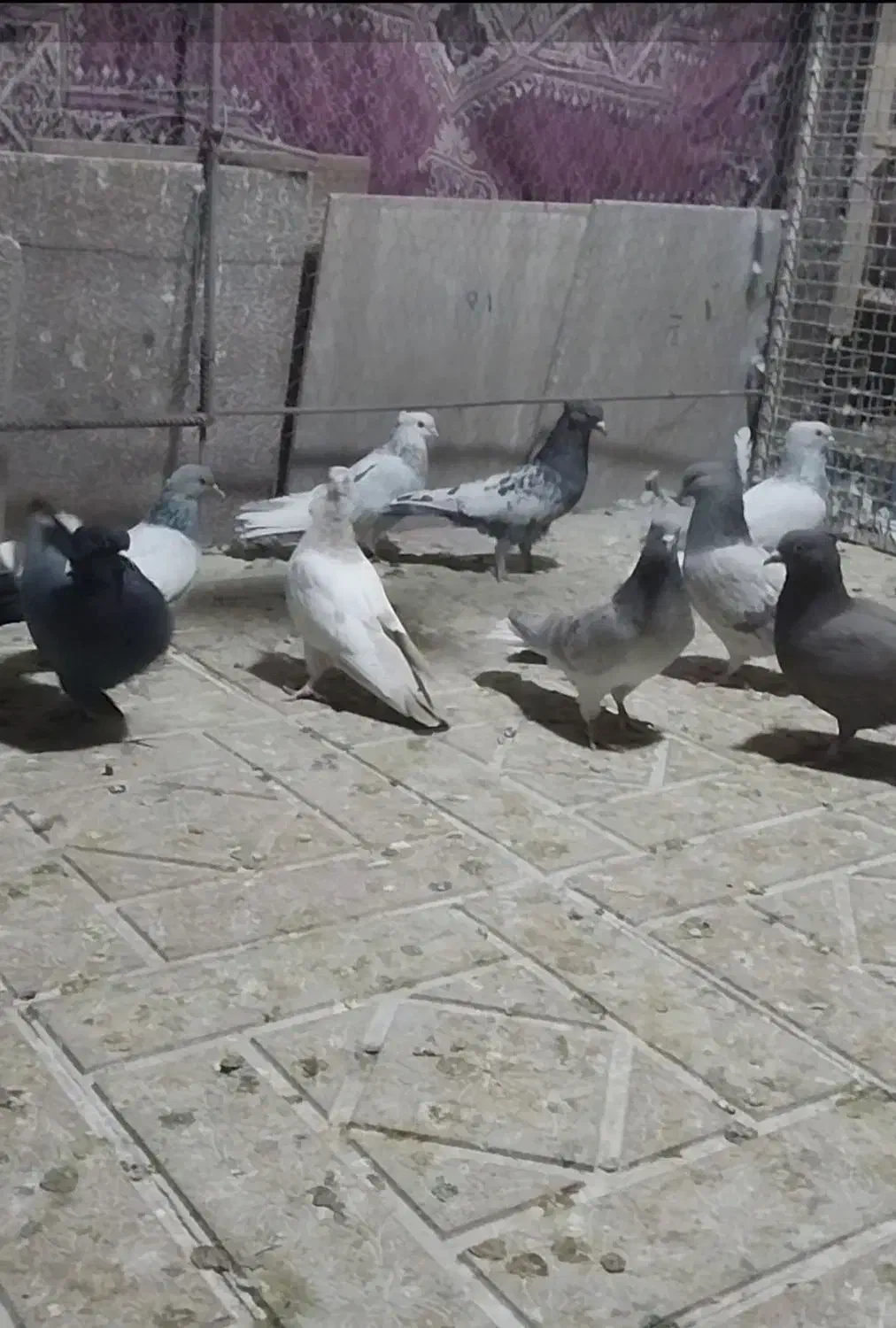 کفتر سینه سبز و سوسنی و دم سفید و دمبی و ابی|پرنده|صدرا-فارس, فاز ۲|دیوار