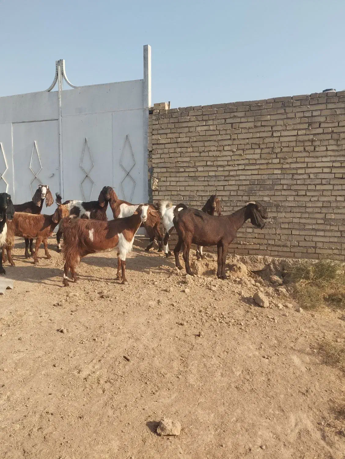 ۸عددبز ابستن|حیوانات مزرعه|حمیدیه, |دیوار