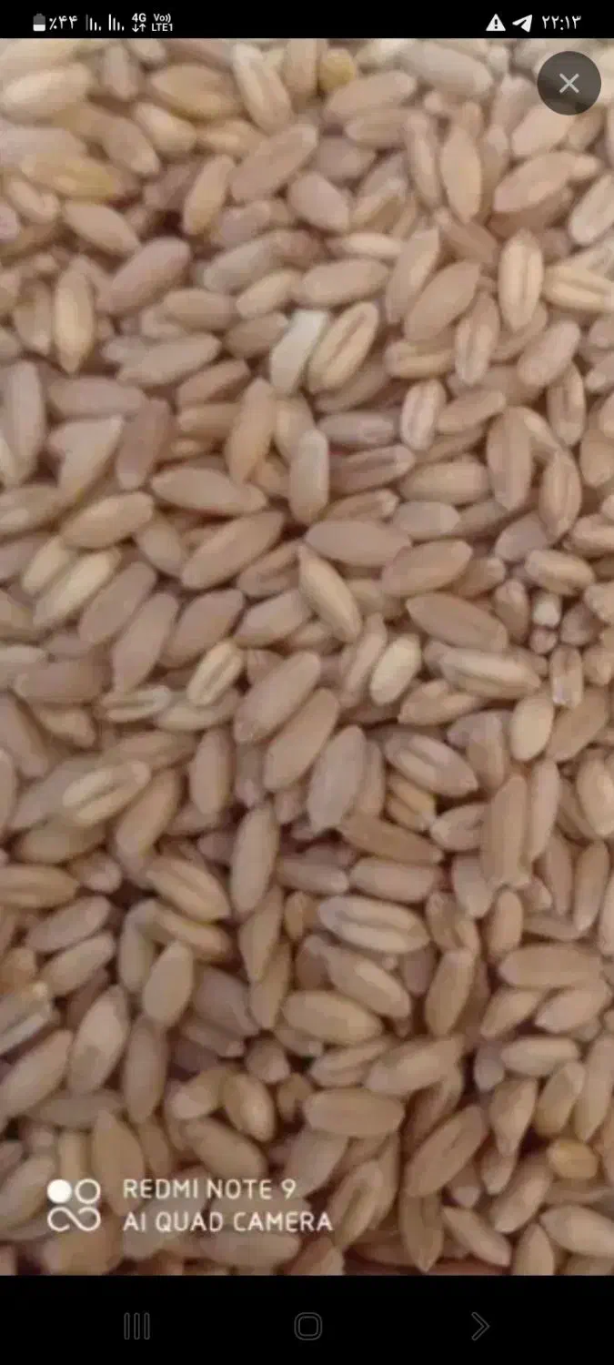 گندم دیم|خوردنی و آشامیدنی|کرفتو, |دیوار