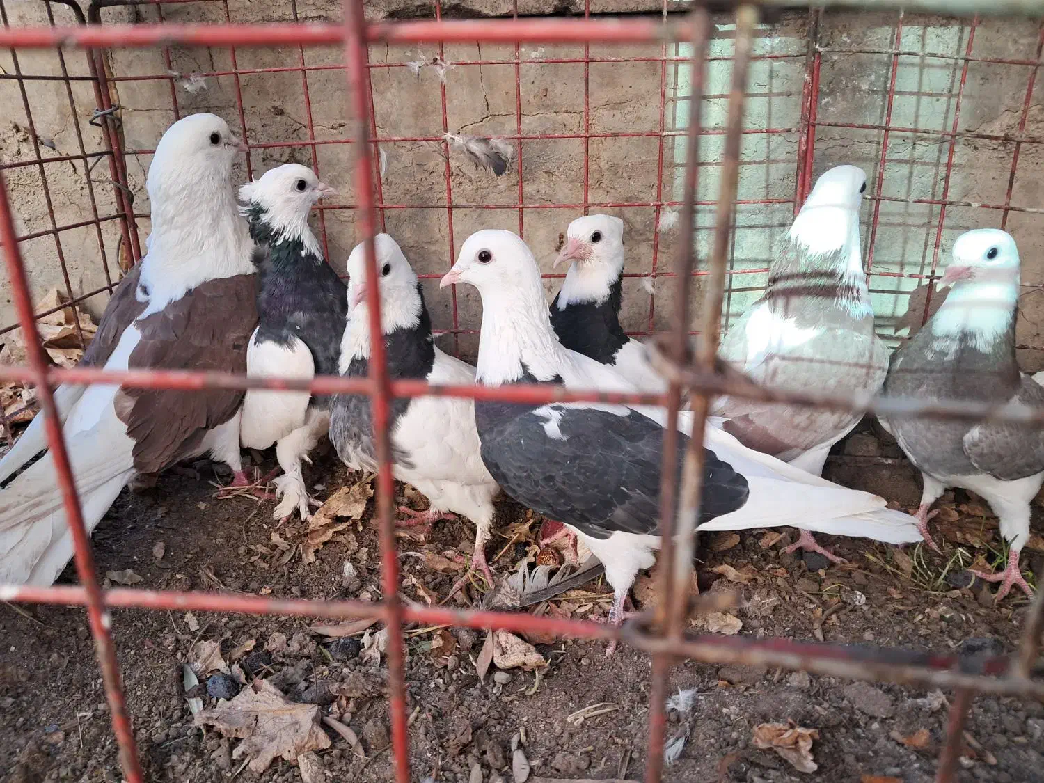 کبوتر|پرنده|تفت, |دیوار