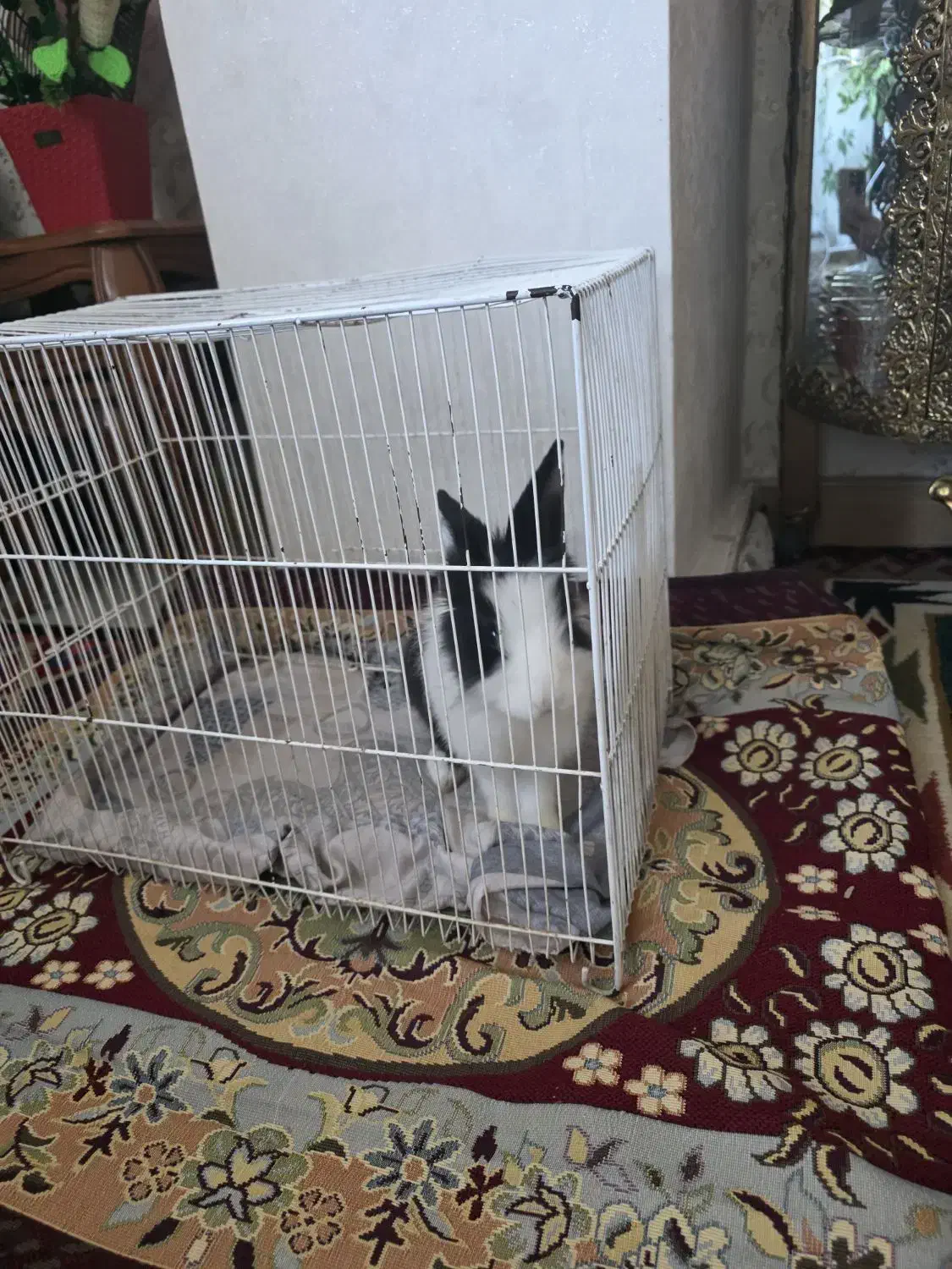 خرگوش|موش و خرگوش|فردیس, شهرک شهید حسینی|دیوار