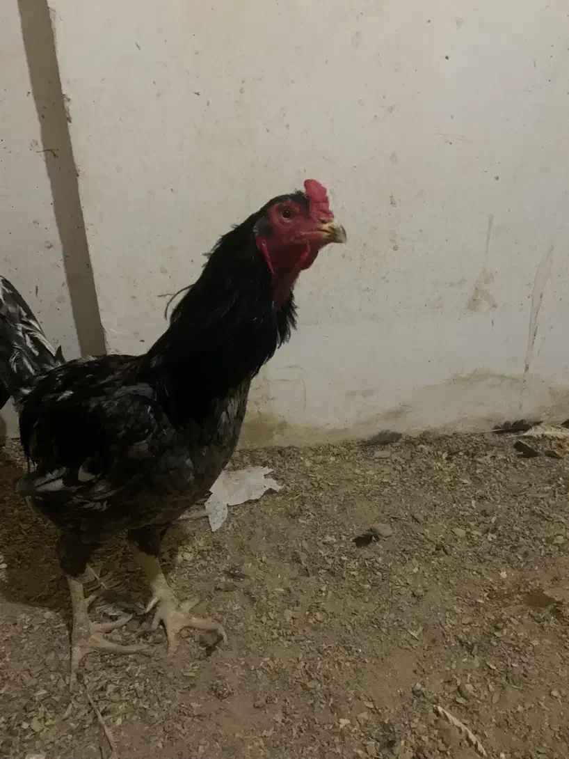 خروس لاری|حیوانات مزرعه|مشهد, شهرک مهرگان|دیوار