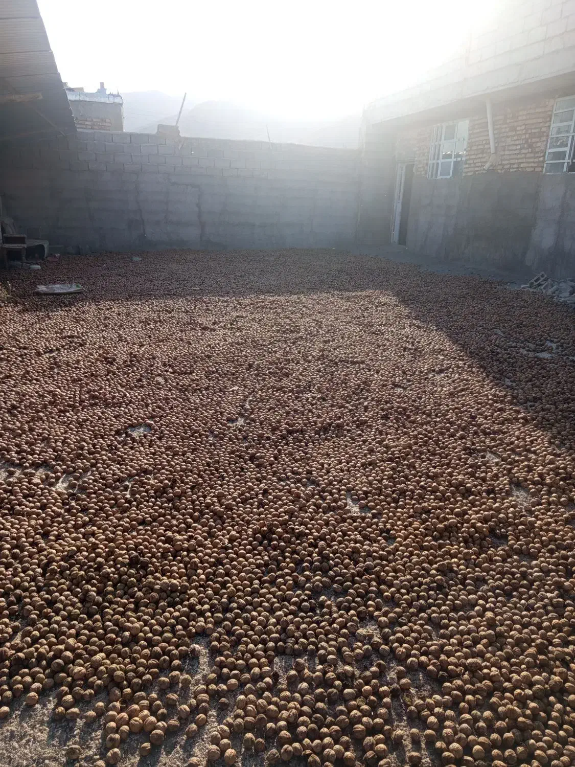 فروش گردو آلوچه قیصی مغز گردو|عمده‌فروشی|مرند, |دیوار